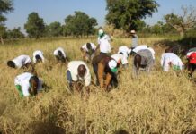 Université Lédéa-Bernard-Ouédraogo: les incubés récoltent les fruits de leurs recherches