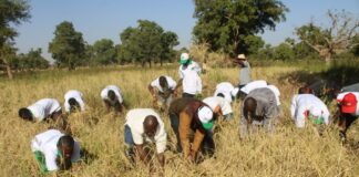 Université Lédéa-Bernard-Ouédraogo: les incubés récoltent les fruits de leurs recherches