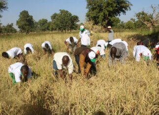 Université Lédéa-Bernard-Ouédraogo: les incubés récoltent les fruits de leurs recherches