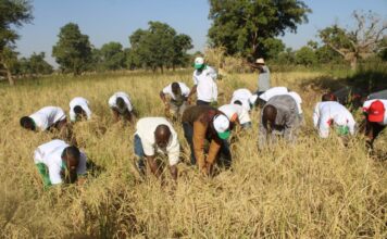 Université Lédéa-Bernard-Ouédraogo: les incubés récoltent les fruits de leurs recherches