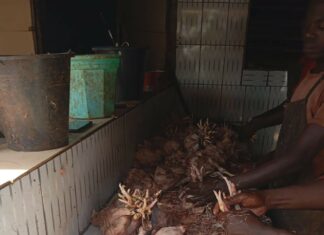 Hygiene des sites d’abattage de volaille: la police municipale félicite certains vendeurs