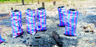 Dégradation des terres cultivables: la coupe abusive du bois, un frein à la sécurité alimentaire