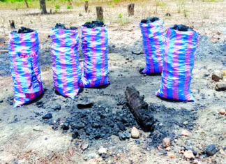 Dégradation des terres cultivables: la coupe abusive du bois, un frein à la sécurité alimentaire