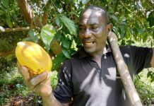 Cultures exotiques au Burkina: Daouda Ouattara démystifie la production du cacao, de l’avocat et du cola