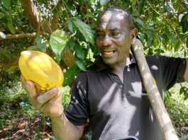 Cultures exotiques au Burkina: Daouda Ouattara démystifie la production du cacao, de l’avocat et du cola
