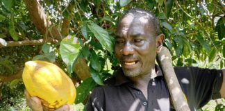 Cultures exotiques au Burkina: Daouda Ouattara démystifie la production du cacao, de l’avocat et du cola