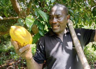 Cultures exotiques au Burkina: Daouda Ouattara démystifie la production du cacao, de l’avocat et du cola