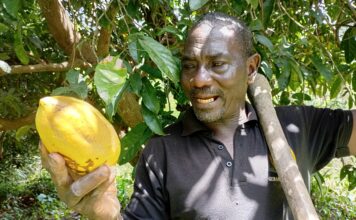 Cultures exotiques au Burkina: Daouda Ouattara démystifie la production du cacao, de l’avocat et du cola