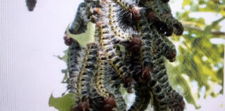 Cueillette des chenilles de karité dans le Guiriko: des alternatives pour pérenniser le « chitoumou » et l’équilibre des écosystèmes