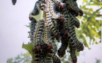 Cueillette des chenilles de karité dans le Guiriko: des alternatives pour pérenniser le « chitoumou » et l’équilibre des écosystèmes