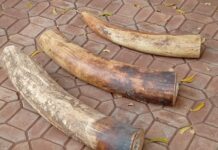 La Douane Burkinabè Fait Coup Double Contre le Terrorisme et le Trafic d’Espèces Protégées