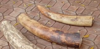 La Douane Burkinabè Fait Coup Double Contre le Terrorisme et le Trafic d’Espèces Protégées