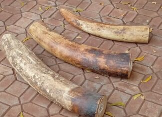 La Douane Burkinabè Fait Coup Double Contre le Terrorisme et le Trafic d’Espèces Protégées