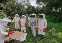 Apiculture : une source de revenus pour les femmes rurales