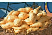 Fête de patate douce à Goabga: la première édition a tenu ses promesses