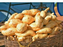 Fête de patate douce à Goabga: la première édition a tenu ses promesses