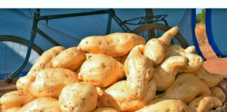 Fête de patate douce à Goabga: la première édition a tenu ses promesses