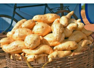 Fête de patate douce à Goabga: la première édition a tenu ses promesses
