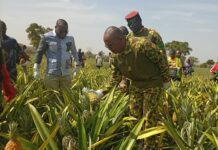 Cultures exotiques au Burkina Faso: le ministre Ismaël Sombié lance la récolte de l’ananas de la ferme du CBF