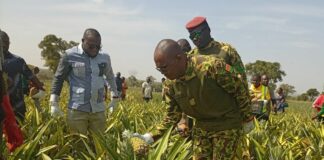 Cultures exotiques au Burkina Faso: le ministre Ismaël Sombié lance la récolte de l’ananas de la ferme du CBF
