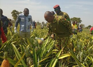Cultures exotiques au Burkina Faso: le ministre Ismaël Sombié lance la récolte de l’ananas de la ferme du CBF