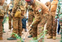 Rétro/ Campagne nationale de reforestation 2025: des bosquets pour promouvoir les plantes médicinales