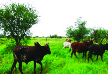 Récupération des terres dégradées dans le Liptako : une source de revenu fiable et de sécurité alimentaire