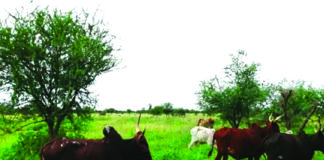 Récupération des terres dégradées dans le Liptako : une source de revenu fiable et de sécurité alimentaire