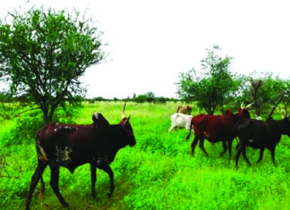 Récupération des terres dégradées dans le Liptako : une source de revenu fiable et de sécurité alimentaire