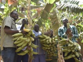 Burkina Faso : L’Initiative Présidentielle IP-P3A gagne le pari de la banane plantain à Nafasso