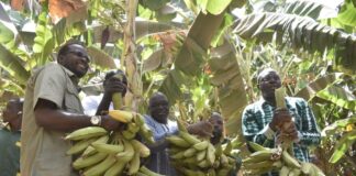 Burkina Faso : L’Initiative Présidentielle IP-P3A gagne le pari de la banane plantain à Nafasso