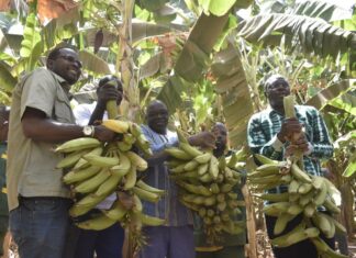 Burkina Faso : L’Initiative Présidentielle IP-P3A gagne le pari de la banane plantain à Nafasso