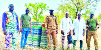 Gaoua: 6 000 poussins frauduleux saisis