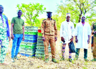Gaoua: 6 000 poussins frauduleux saisis