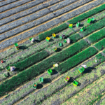 Modernisation de l’agriculture et revitalisation rurale : pour la construction d’une puissance agricole