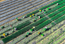 Modernisation de l’agriculture et revitalisation rurale : pour la construction d’une puissance agricole