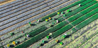 Modernisation de l’agriculture et revitalisation rurale : pour la construction d’une puissance agricole