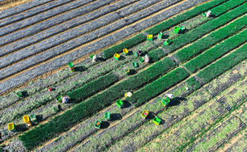 Modernisation de l’agriculture et revitalisation rurale : pour la construction d’une puissance agricole