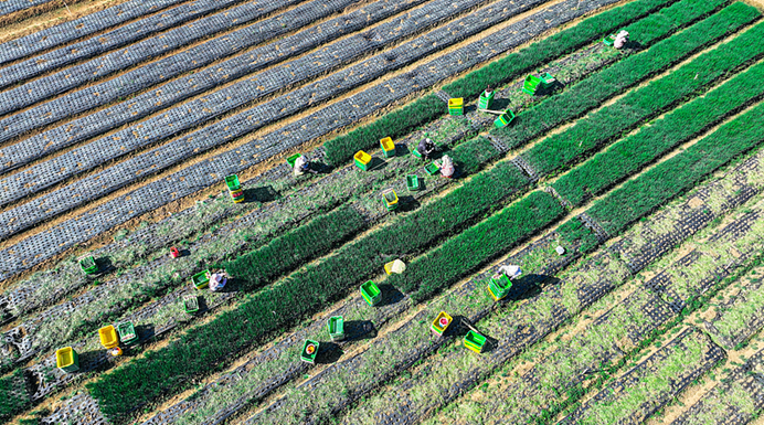 Modernisation de l’agriculture et revitalisation rurale : pour la construction d’une puissance agricole