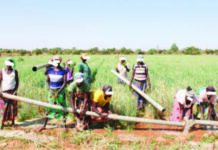 Reconquête du territoire : des PDI retournées sur le front de la souveraineté alimentaire dans les Koulsé