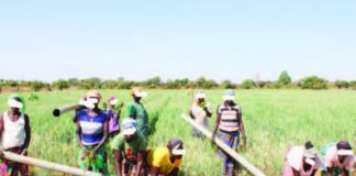 Reconquête du territoire : des PDI retournées sur le front de la souveraineté alimentaire dans les Koulsé