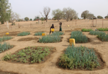 Commune de Béré : plusieurs écoles reçoivent des jardins scolaires