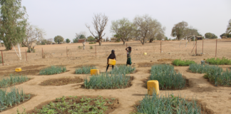 Commune de Béré : plusieurs écoles reçoivent des jardins scolaires