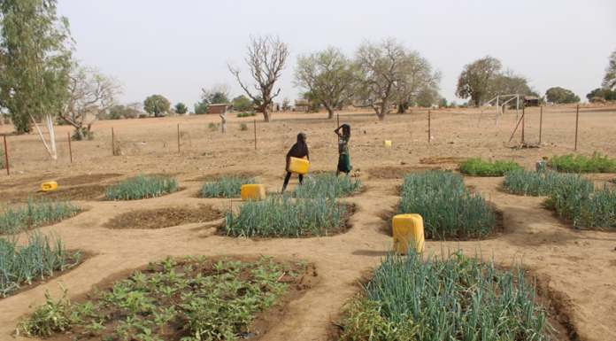 Commune de Béré : plusieurs écoles reçoivent des jardins scolaires