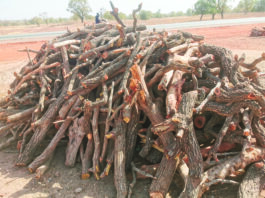 Abattage massif du karité: Où en sommes-nous avec les opérations de saisies ?