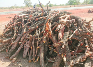 Abattage massif du karité: Où en sommes-nous avec les opérations de saisies ?