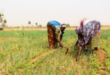 Périmètre aménagé de Youtenga dans l’Oubri: les PDI, force motrice de l’Offensive agropastorale