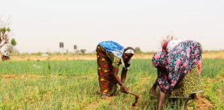 Périmètre aménagé de Youtenga dans l’Oubri: les PDI, force motrice de l’Offensive agropastorale