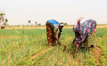Périmètre aménagé de Youtenga dans l’Oubri: les PDI, force motrice de l’Offensive agropastorale