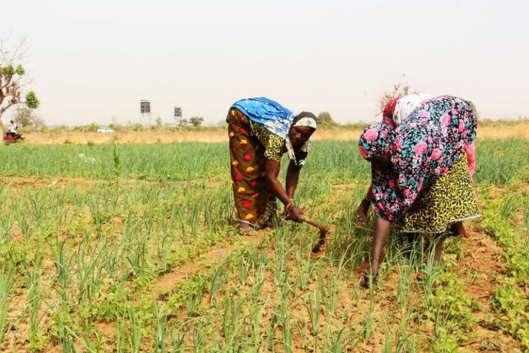 Périmètre aménagé de Youtenga dans l&rsquo;Oubri:  les PDI, force motrice de l&rsquo;Offensive agropastorale